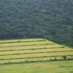 Soybeans, Cattle, and the Lungs of the Earth: How a 50% Brazil Tariff Could Save US Farmers and the Amazon